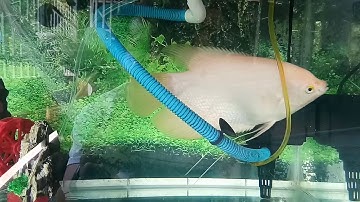 Cận cảnh cá Ngân Long ăn thần lần kinh điển