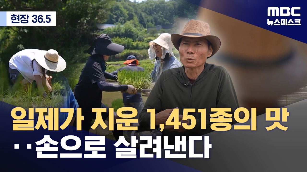 [현장36.5] 토종벼를 지키는 사람들 (2026.06.13/뉴스데스크/MBC)