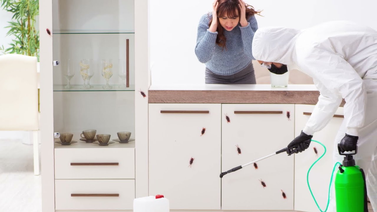 Assassin Pest Control (15 SecondsSilentVideo) - Service Greater Sydney, Penrith & Blue Mountains