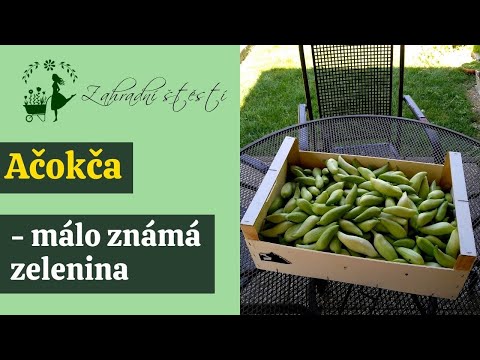 Video: Jak daleko od sebe sázet buxusy?