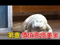 全世界最昂貴的10種動物,農村普通蟲子竟價值600萬日元!第壹名發布10億日元懸賞令!找到它,妳就是下壹個百萬富翁!#世界之最#动物世界#科普#动物