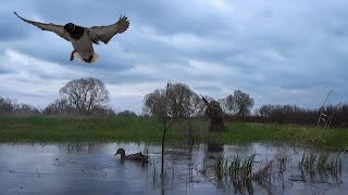 УДАЧНАЯ ОХОТА С ПОДСАДНОЙ. СЕЛЕЗНИ ХОЛОДНОГО КОПЧЕНИЯ