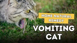 5 Home Remedies For Cat Vomiting