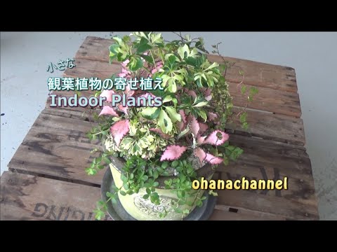 小さな観葉植物の寄せ植え Make A Cute Indoor Plants Container 19 ４ 17作 Youtube