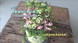 小さな観葉植物の寄せ植え　Make a Cute Indoor Plants Container