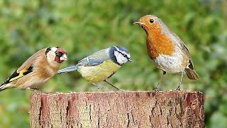 TV for Cats and Dogs - Birds Chirping on The Garden Log : 8 HOURS TV for Cats and Dogs - Birds Chirping on The Garden Log : 8 HOURS