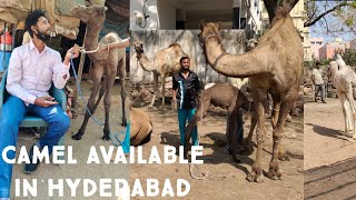 9714424555 pure camel milk for sale in Hyderabad | marwadi camels available in Hyderabad baby camel