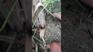 Sugarcane 8th day Dr.Soil Applied #microbi #9066561202 #drsoil #biofertilizer #sugarcane