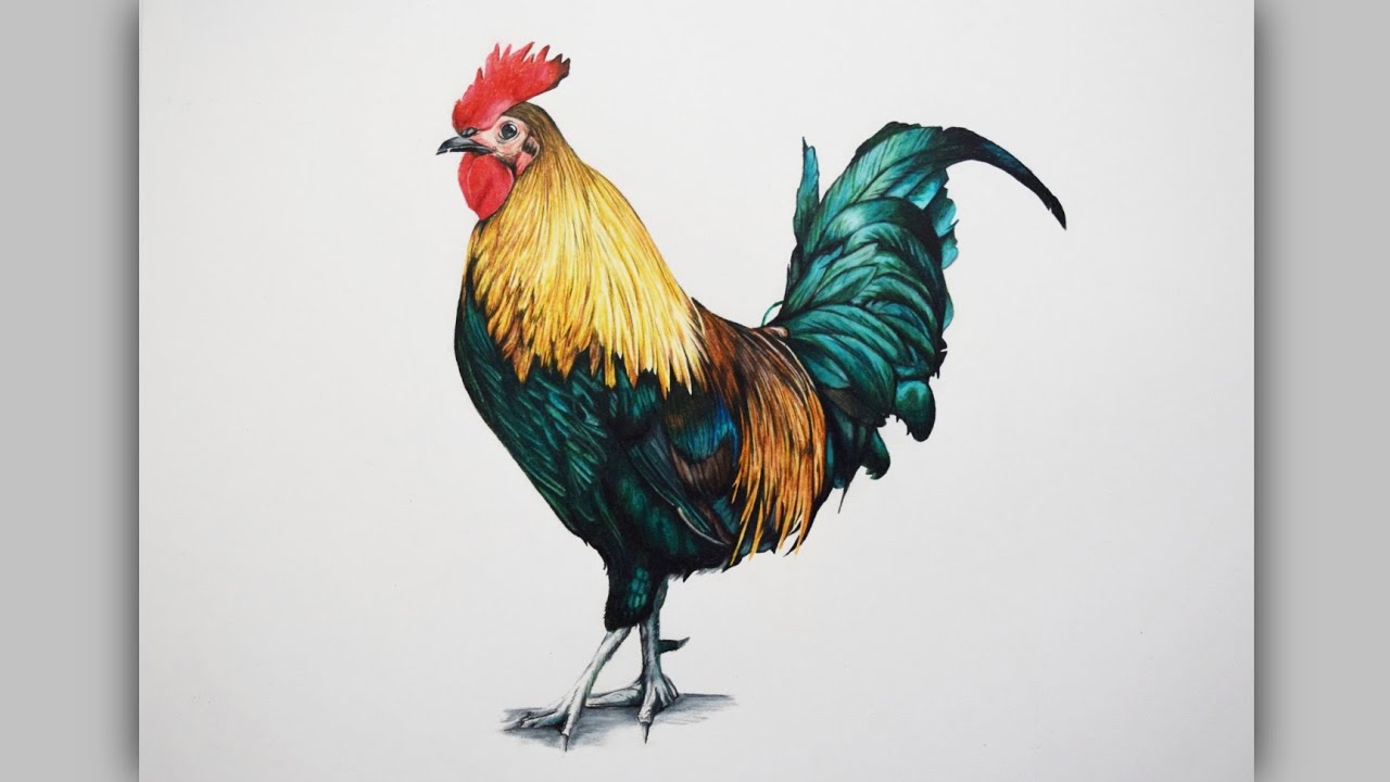 🐓 Dibujo de GALLO realista / Drawing a rooster • Speed Drawing • Dibujo
