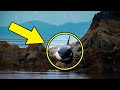 After This Orca Got Stranded, She Lay Crying For Hours But How Rescuers Responded Incredible