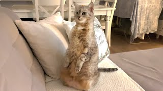 Cat Loves To Sit Like This