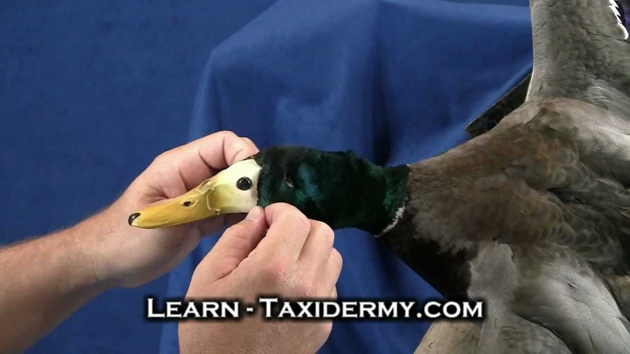 Taxidermy Classes Duck Taxidermy Courses on Video YouTube