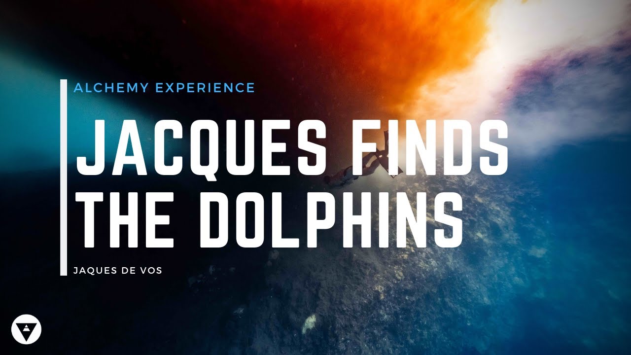 Alchemy Experience | Freediving With Dolphins