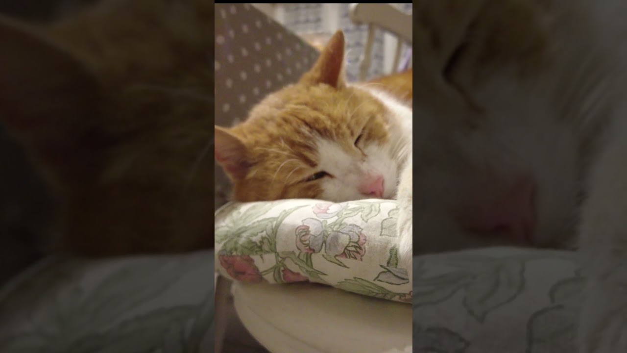 Polly The Cat Looking Cute 