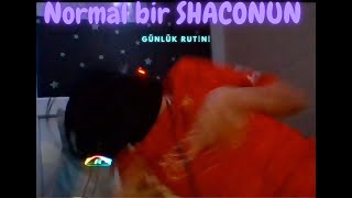 normal bi shaconun günlük rutini
