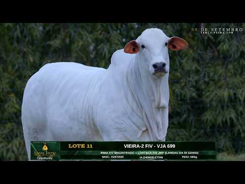 LOTE 11   VIEIRA 2 FIV   VJA 699