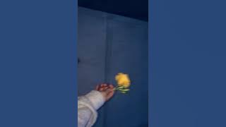 ruth b. - dandelions (slowed tiktok version)