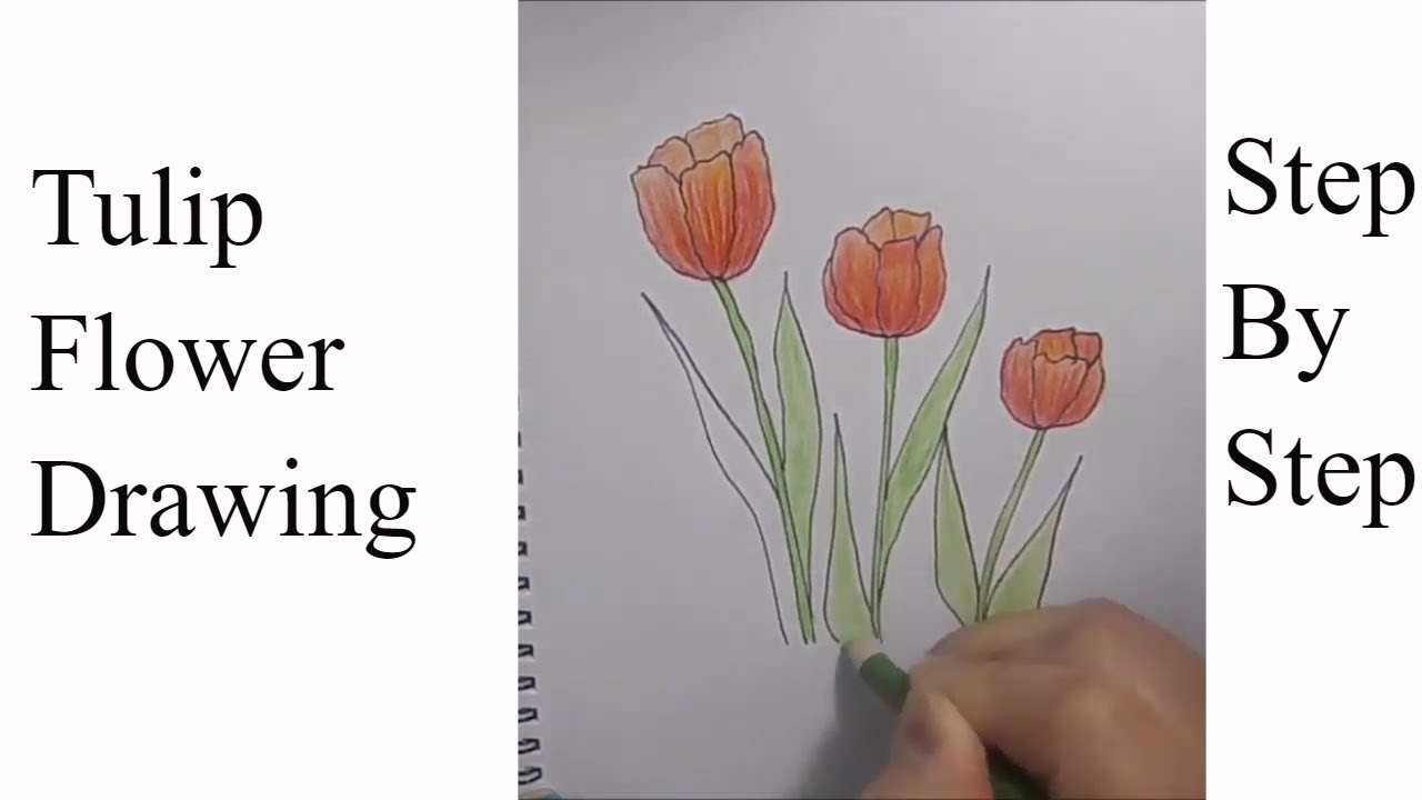 How to Draw And Color Tulips / Easy Tulip Drawing /Step by Step Tulip ...