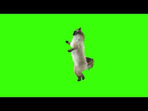 Funny Cat Dancing, Green Screen No Copyright x Free Download