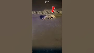 Đáng yêu cảnh Tê Tê mẹ cõng Tê Tê con đi kiếm ăn. #dongvat