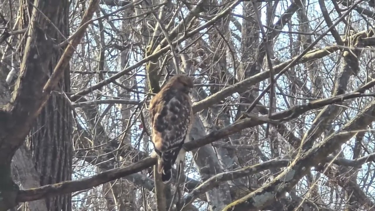 Red Shouldered Hawk 