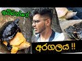 මස් කෑල්ලක් හරි දෙන්නකෝ🤤 බිත්තරයක් තම්බලා හරි කමක් නෑ😢