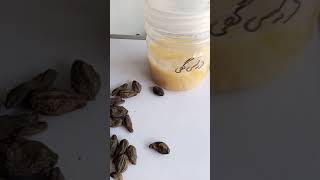 ہلیلہ سیاہ کو بریاں کرنے کا طریقہ