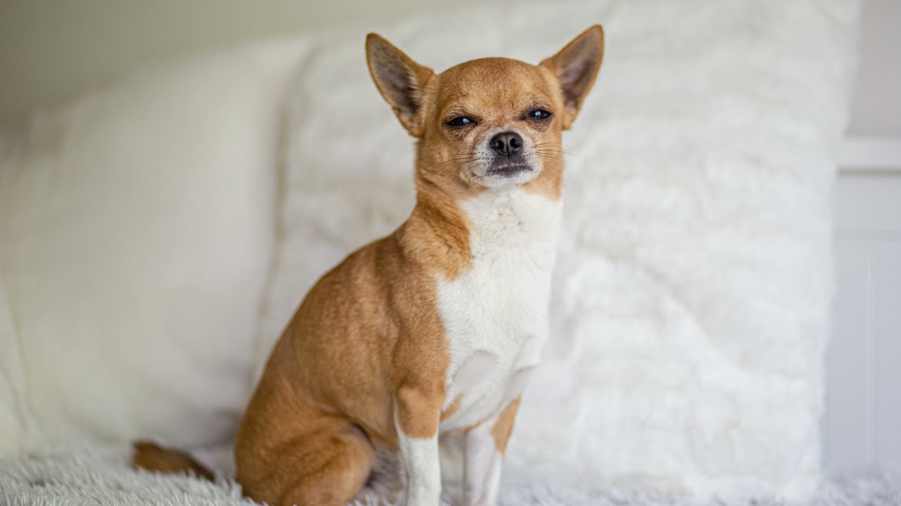 Kopek Irklari Rough Collie Lassie Youtube Kopek Irklari Rough Collie Lassie Youtube