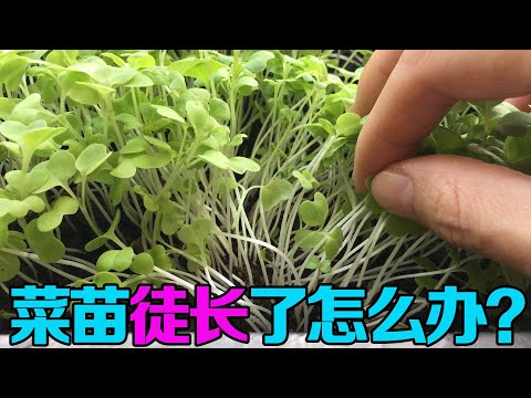 徒長苗でも諦めないで！救える6種類と成功率80％以上の方法