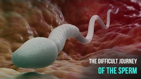 The difficulty of the sperm from ejaculation to reproduction in HD