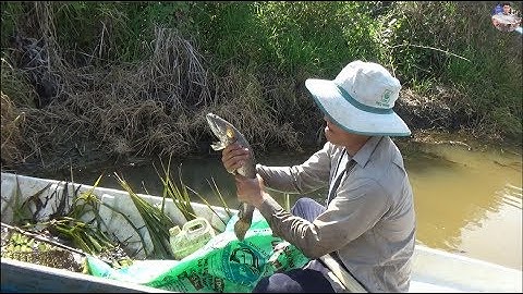 Xiệc bắt cá sau 1 năm trong ruộng lúa cá nhiều cở nào Phần 4 | Catch snakehead