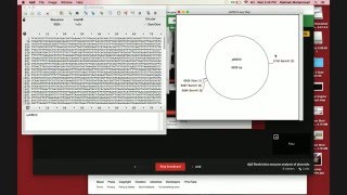 ApE Resitriction enzyme analysis of plasmids