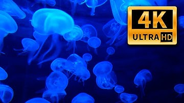 Test 4K UHD - Jellyfish. Awesome video | Медузы в 4K UHD