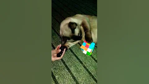 Video 2250091: persian siamese cat, siamese cat playing, pets animals dog, dog pet lovely
