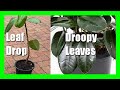 Rubber Plant Leaf Problems: Leaves Dropping, Leaves Curling, Leaves Falling Off,  Turning Yellow