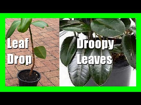 Rubber Plant Leaf Dropping, Leaves Curling, Leaves Falling Off, Turning Yellow