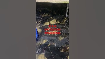 Cá lăng đuôi đỏ