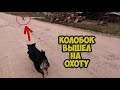 Колобок держит хутор в страхе ! Разгром от Колобка. Веселая прогулка в магазин с Дворней. Нападение