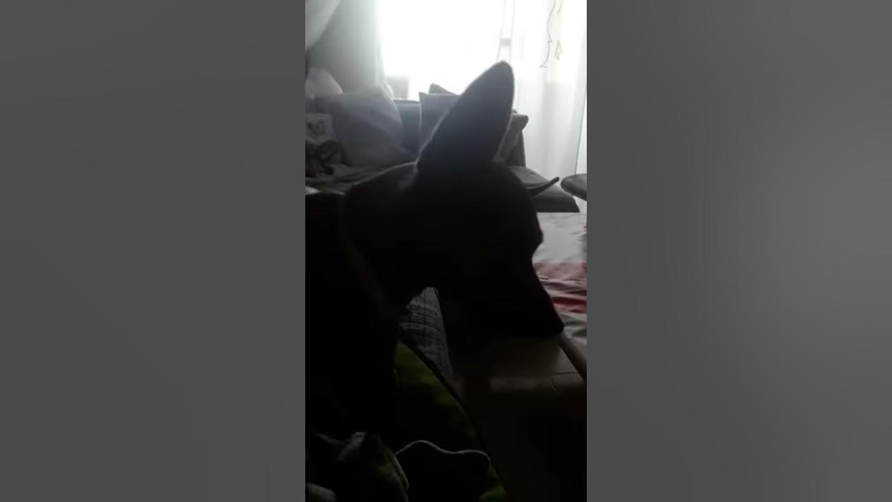 Mi perro me ataca YouTube
