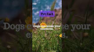 #pet #facts #shorts #fyp #viralvideos #quotes #thursday #jakarta #indonesia #singapore