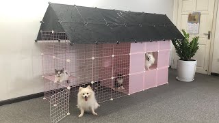 DIY Dog House  How To Make Fourlevel House for Pomeranian Puppies and Smieszne Koty | MR PET