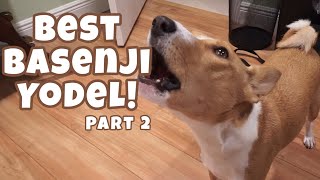 Best Basenji Yodel Ever Part 2