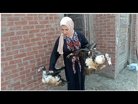 دبحت البط المسكوفي 4 كيلو علي شهرين