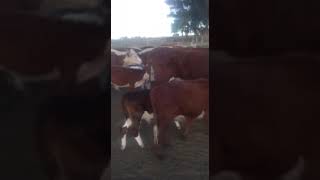30 vacas Hereford y Caretas con cría al pie, en Gral Villegas, Buenos Aires