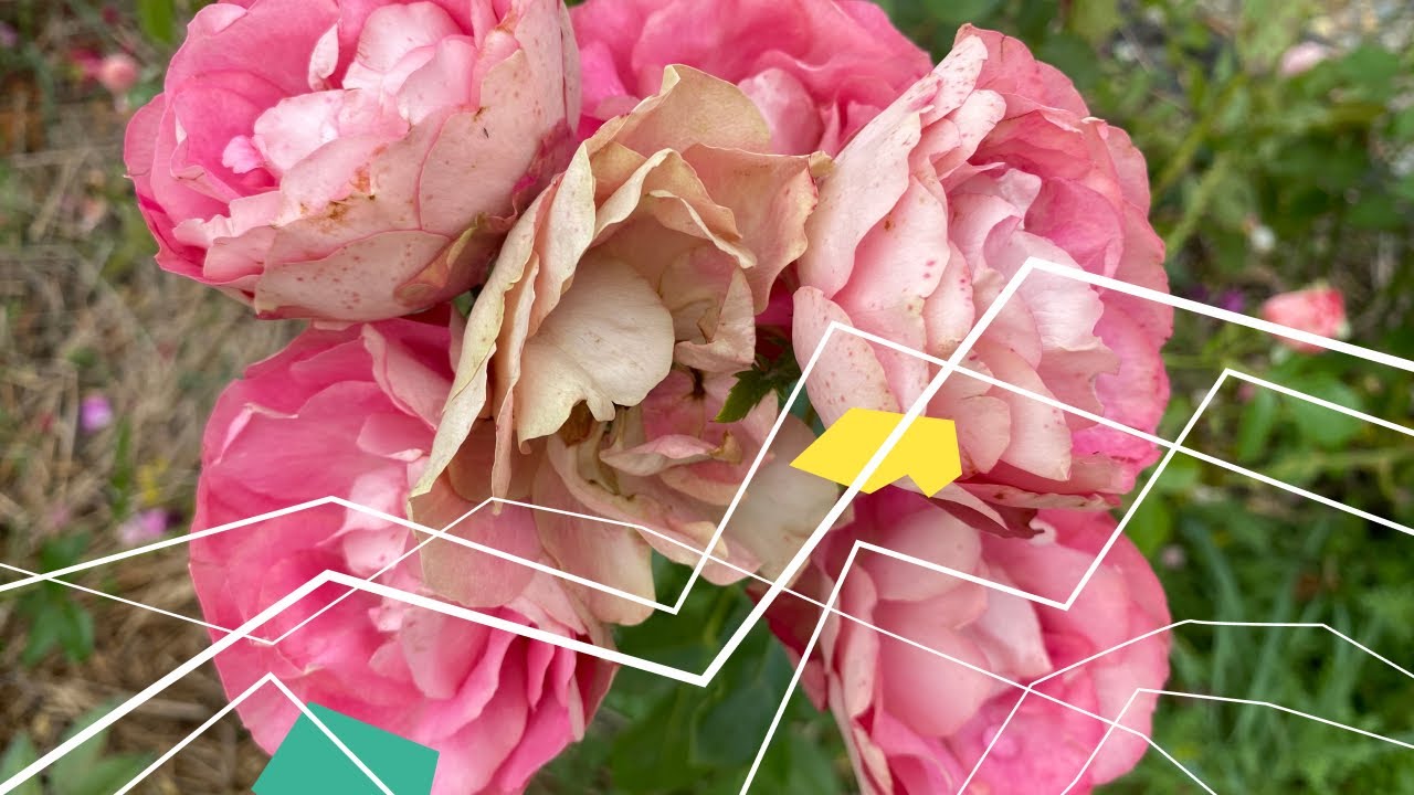 Acropolis (Акрополіс) троянда шраб, квітка якої міняється від рожево ...