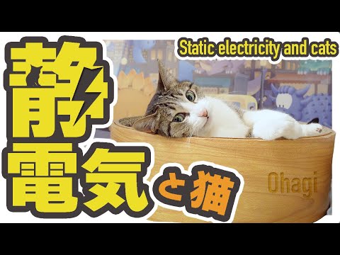 静電気と猫