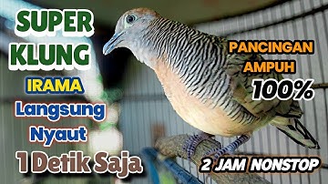 Perkutut Lokal Gacor Suara KLUNG Besar IRAMA pancingan Ampuh bikin cepat Bunyi