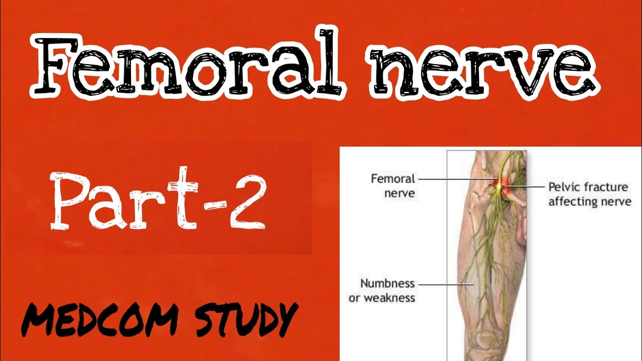 Femoral Nerve - 2 - YouTube