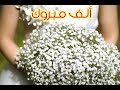 أجمل تهنئه للعرسان🌹حالات واتساب 💕 تهنئة زفاف 🌹 اغانى زفة