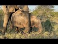 Up Close with Young Orphan Elephants, Timisa &amp; Khanyisa as the Mothers Eat Close By 💖